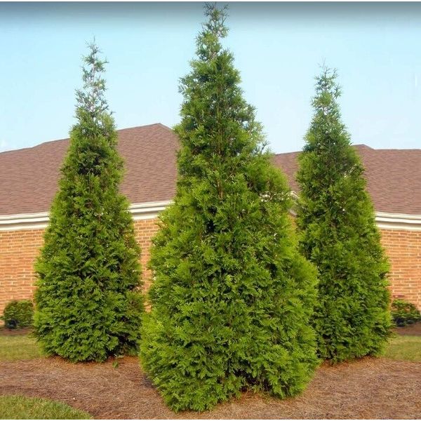 Thuja Green Giant 1-2 ft. Evergreen Tree to Create Perfect Privacy Easy Care