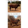FORCO PELLETS equine, dog, cat digestive supplement/for