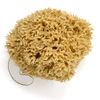12CM Sea Sponge Unbleached Honeycomb Natural Seasponge for Bath Use, for Baby, or Art use (S Size 10-12 cm)