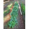 1500 MORRIS HEADING COLLARDS Collard Green Brassica Oleracea Vegetable Seeds