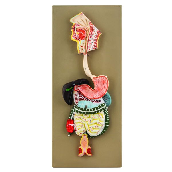 EISCO Hand Painted Human Digestive System Model, 2 Part Educational Tool, Detailing Gastrointestinal Tract & Organs