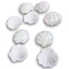 Clam Seashell Shaped Snap Close Party Easter Treat Containers - 5 Count
