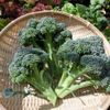 Sulforaphane, Taiyodo Pharmaceutical 30-Day Supply