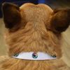 Small 'Raven in Moonlight' Dog Collar (PR00053603)