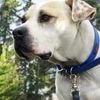 Ultrahund True Fit Collar, 3/4 x 12, Blue