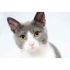 digestive aid for cats - CAT DIGESTIVE AID - digestive support for cats 1B