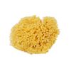 Bellini Natural Sea Sponge, Honeycomb Seeds, Yellow, Medium