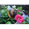 EUGY Eco-Friendly 3D Paper Puzzle (Bee) Age 6+