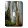 3dRose lsp_80845_1 " Mist in The Forest Single Toggle Switch