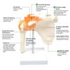 Human Shoulder Joint Model, Life Size Flexible Anatomically Accurate Shoulder Skeleton Model with Functional Ligaments and Removable Base