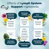Lymph System Support Supplement with Extract Echinacea Purpurea Dandelion USA