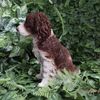 Vivid Arts - Springer Spaniel - XRL-SPSP-D