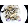 Calming collar for Cats with pheromone technology (like feliway)