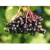 Frontier Elderberries whole dried 1 pound (Priority Mail Shipping)