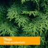 Herb Pharm Thuja Branchlet Liquid Extract - 1 Ounce (DTHUJA01)