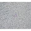 Prima Marketing Diamond Sheet-Sweet Peppermint