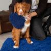 Scruffs Noodle Mitt Blue