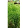 LARGE Premium✨Live Fresh Moss 🌱 2 Sq ft Terrarium Vivarium