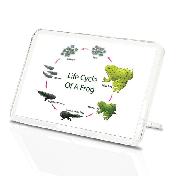 Classic Rectangle Magnet with Stand - Life Cycle Frog - Fridge Locker Office Whiteboard Toolbox #60898