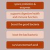 Bacillus B3 Probiotics  - Bacillus Subtilis, Coagulans Clausii Enzymes prebiotic