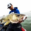 CrushCity Mooch Minnow by Rapala
