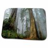 3dRose Bathroom Bath Rug Mat - Mist in The Forest Trees