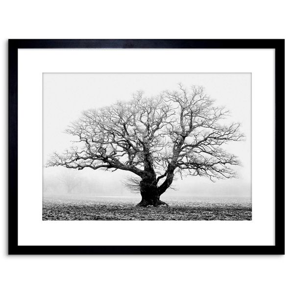 Wee Blue Coo Oak Tree B&W Mist Fog Photo Framed Wall Art Print