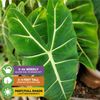 Frydek Elephant Ear - Alocasia - Live Plant