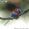 EUGY Eco-Friendly 3D Paper Puzzle (Parrot)