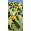 1lb Spineless Prickly Pear Opuntia Cactus From Arizona (1lb includes packaging)