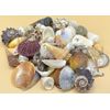 Assorted Craft Shells ~ Seashells ~ 250 Grams to 1 Kilo ~ Small and Medium Sizes (C. 1 kilogram - small shells)