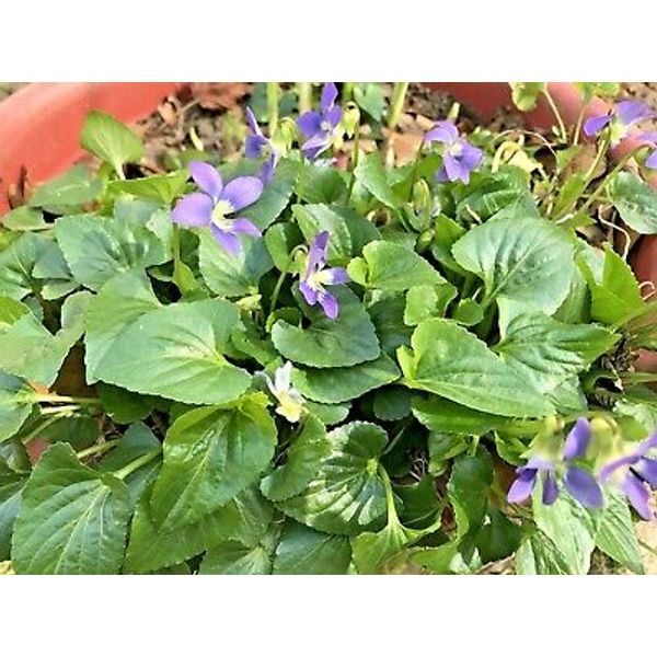 12 Purple Wild Violets Starter Plants Flower Bulbs Perennial Bare Root Easy Grow