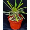 Pachypodium lamerei,  succulent