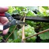 Okatsune 307 cutting scissors with short blade, suitable for harder (wood) trunks