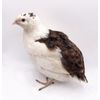 36 Celadon Coturnix Quail Hatching Eggs - Blue Egg Layers