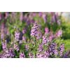 Pure Herbs: Hyssop - 1 oz.