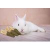 Pipkins 6 x Edible Alfalfa Carrots