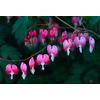 Natures Wisdom Flower Essences Using FES Bleeding Heart 30ml Dosage