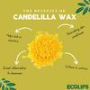 Eco Lips Bee Free Vegan Lip Balm Made Without Beeswax | Candelilla Wax, Organic Cocoa Butter & Coconut Oil Lip Care. Soothe & Moisturize Dry, Cracked and Chapped Lips - 100% Plastic-Free Plant Pod Packaging - Made in USA (Variety Pack)