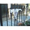 Solar Garden LED Light Lily Flower (2 pcs)