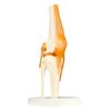 QWORK® Human Knee Joint Model Anatomical Model for Medical Teaching Learning Display (12" Height)