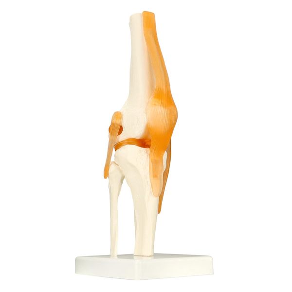 QWORK® Human Knee Joint Model Anatomical Model for Medical Teaching Learning Display (12" Height)