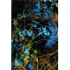 Blue Star Blood Finding Revealing Agent