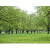 Georgia Pecan Seeds (15) / ORGANIC / DELICIOUS / IN SHELL  