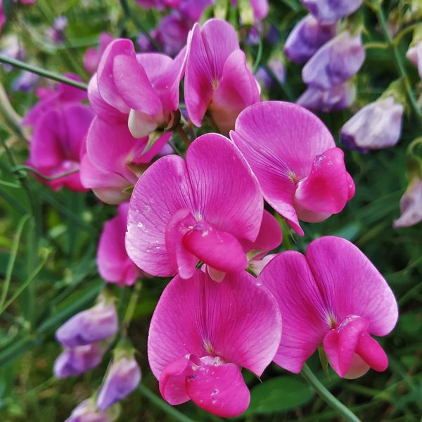 Outsidepride Fragrant Annual Lathyrus Odoratus Sweet Peas Royal Rose Pink Climbing, Vining, Trailing Cut Flowers - 500 Seeds