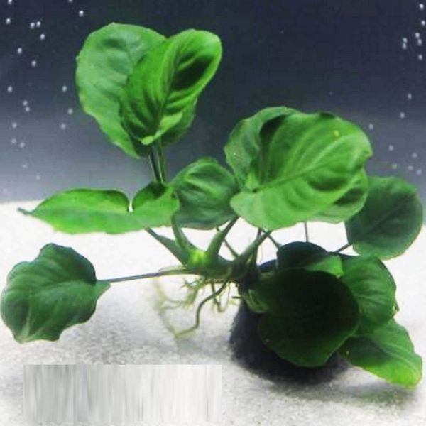 Anubias Barteri Coin Leaves Live Aquarium Plants Freshwater Rhizome 3 Days Live Guaranteed by Mainam