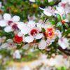 Manuka 10ml Incent Essential Oil Essential Oil