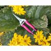FloraBrite Pink Flower/Fruit Snip By Burgon & Ball