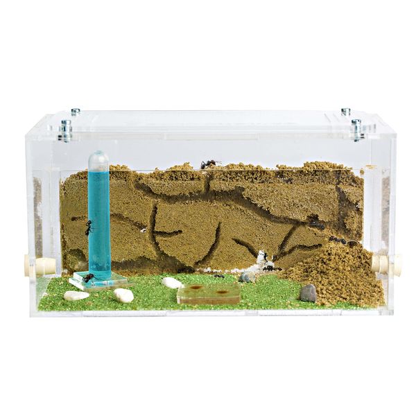 AntHouse - Natural Sand Ant Farm | Acrylic Starter Kit 20x10x10 cm