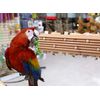 Activity Block - Large Parrot Toy